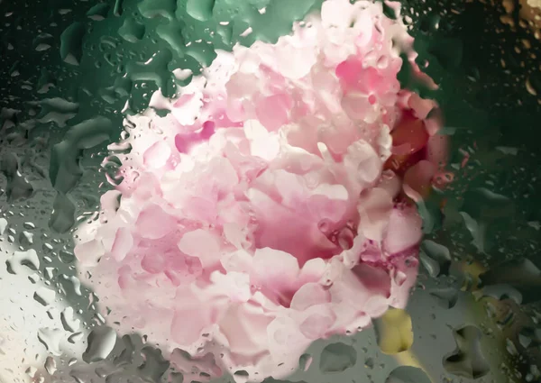 Abstract background of peony flower under the glass with water drops