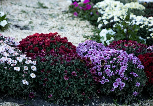 Coloridas Flores Crisantemo Parque Otoño — Foto de Stock