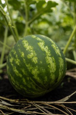 Büyüme sürecinde büyük bir karpuz