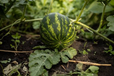 Büyüme sürecinde büyük bir karpuz