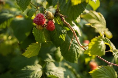 Kırmızı ahududulu şube