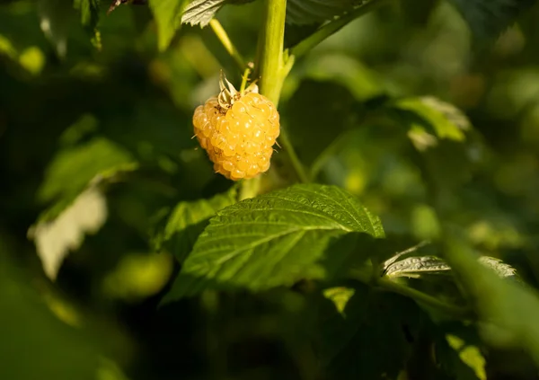 阳光下的黄色树莓 — 图库照片