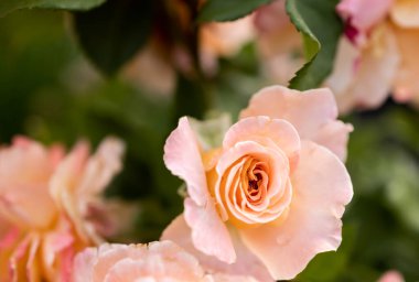 Mercan pembe gülünün yakın çekim görüntüsü