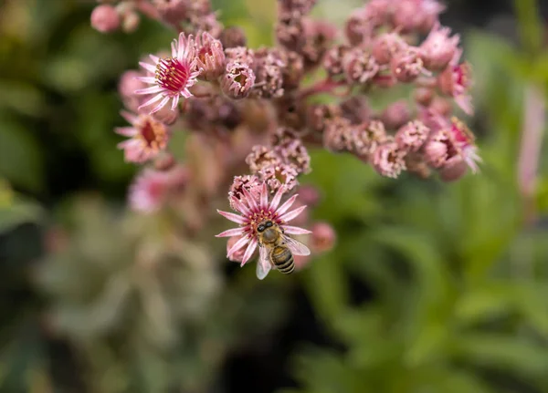 粉红肉质花朵上的蜜蜂 — 图库照片