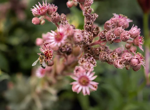 Pszczoła Różowym Soczystym Kwiatku — Zdjęcie stockowe