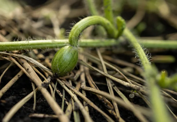 Small watermelon in the process of growth