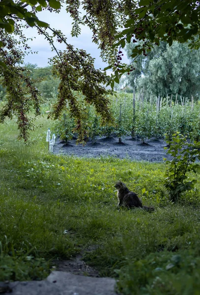 Paisagem Com Gato Jardim — Fotografia de Stock