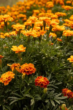 Kadife çiçeklerinin yakın görüntüsü