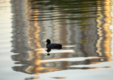 Avrasyalı yaban ördeğiyle akşam manzarası