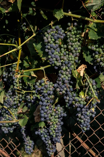 Widok Bliska Winogrona Ogrodzie — Zdjęcie stockowe