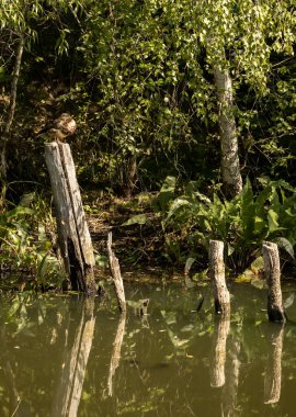 Ördek göletin yanındaki tahta direkte oturuyor.