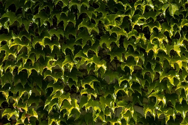 Zelené Pozadí Listí — Stock fotografie