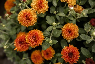 Turuncu kasımpatı çiçeklerinin yakın çekim görüntüsü