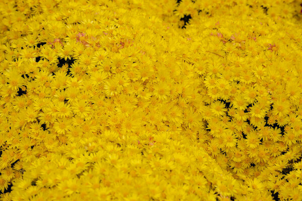 Yellow chrysanthemum flowers as a background