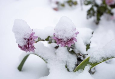 Karla kaplı kasımpatı çiçekleri