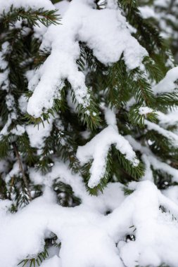 Karla kaplı ladin dalları