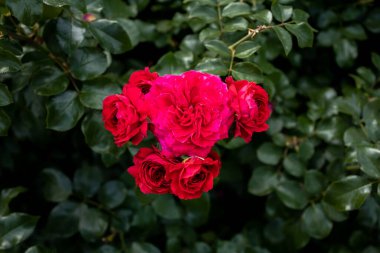 Bahçedeki kırmızı güller