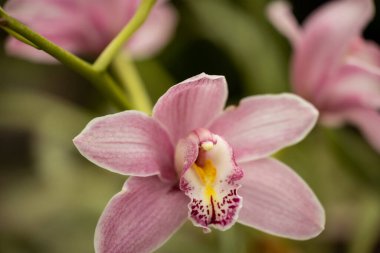 Pembe orkide çiçeğinin yakın plan görüntüsü