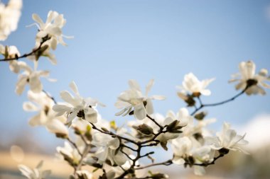 Çiçekli manolya dalları mavi gökyüzüne karşı