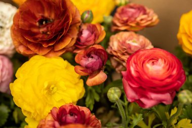 Ranunculus çiçeklerinin yakın plan görüntüsü