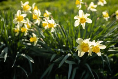 Güneşin aydınlattığı nergis çiçekleri