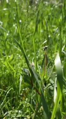 Rüzgarda sallanan çim bıçakları