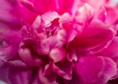 Şakayık çiçeğinin yakın plan görüntüsünden soyut arkaplan