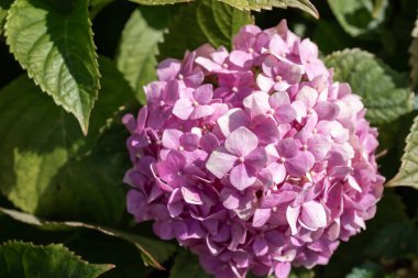 Pembe ortanca çiçeğinin yakın plan görüntüsü