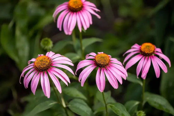 Echinacea çiçeklerinin yakın plan görüntüsü