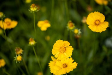 Coreopsis lanceolata çiçeklerinin yakın görüntüsü