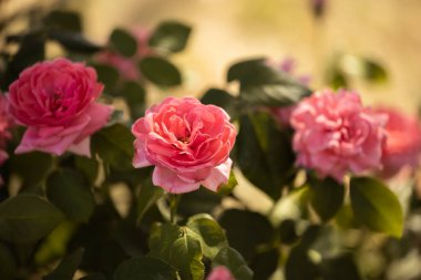 Pembe güllerin yakın çekim görüntüsü