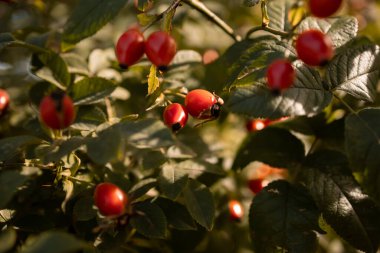 Rosehips 'in yakın plan görüntüsü 