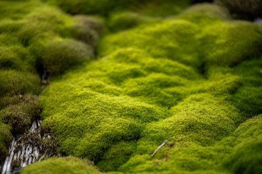 Yeşil yosunların yakın plan görüntüsü