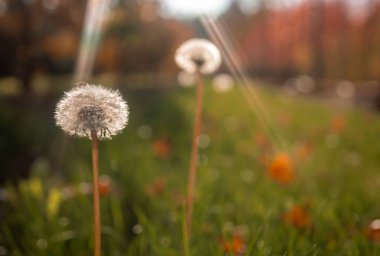 Güneş ışığında karahindiba manzarası