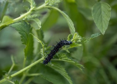 Bitki sapında bir tırtıl.
