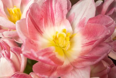 Lalelerin yakın plan görüntüsü