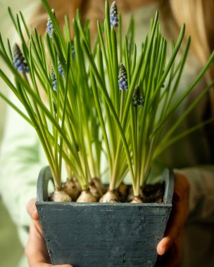 Kavanozdaki üzüm çiçekleri.