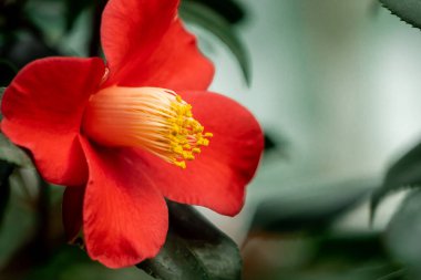 Kırmızı kamelya çiçeğinin yakın görüntüsü