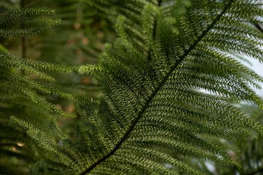Yeşil yaprağın yakın görüntüsü