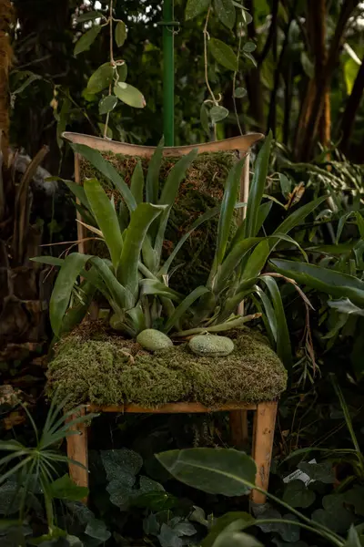 Eski bir sandalyenin bitki tasarımı 