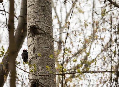 Ağaçtaki kara ağaçkakan.