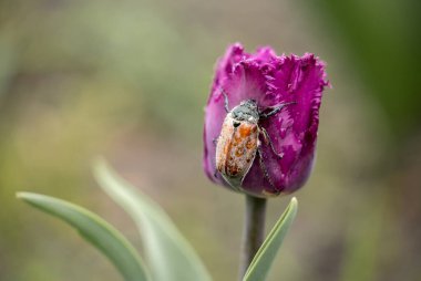 Mor laledeki böcek