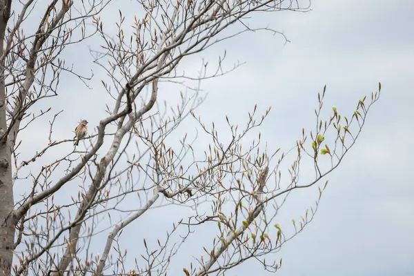 Dallar arasında ortak linnet