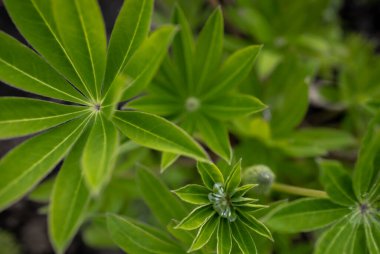 Yeşil lupin yaprakları arka plan