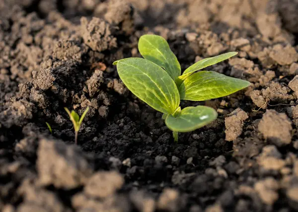 Kabak filizinin yakın görüntüsü
