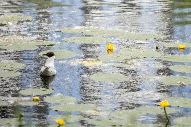 Siyah başlı martı sarı nilüferlerin arasında gölde