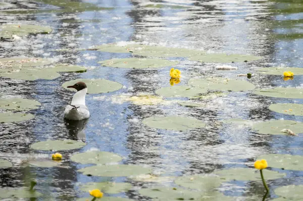 Siyah başlı martı sarı nilüferlerin arasında gölde