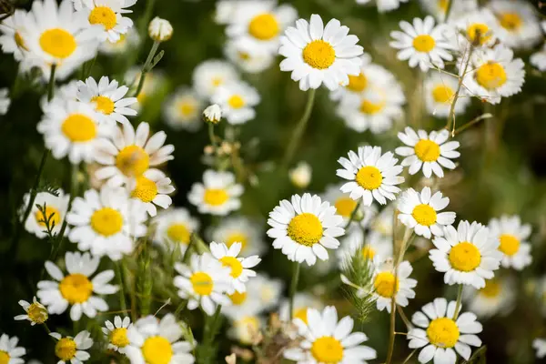 Papatya çiçeği. Yakın çekim görünümü