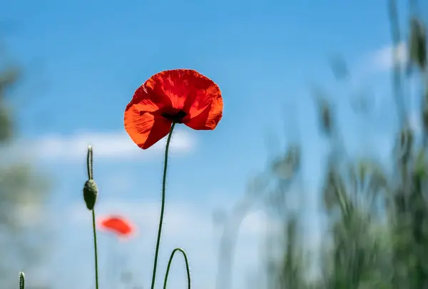 Mavi gökyüzünün arka planında gelincik çiçeği