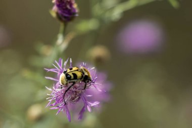 Avrasya arı böceğinin yabani bir çiçeğe yakın görüntüsü